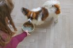 Beeztees DBL Köpek Mama Su Kabı, Seramik, Yeşil, 13,5cm, 500ml - Görsel 8