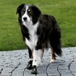 Trixie Köpek Yürüyüş Botu 2 Adet M-L Siyah - Görsel 4