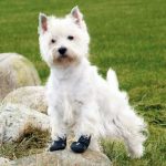 Trixie Köpek Yürüyüş Botu 2 Adet M-L Siyah - Görsel 5