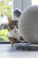 Karlıe Kedi Tırmalama Küresi Bolly Gri 30.5cm - Görsel 3