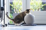 Karlıe Kedi Tırmalama Küresi Bolly Gri 30.5cm - Görsel 2
